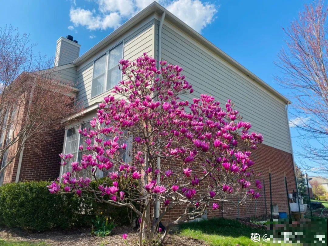 带着父母回农村，把老院子种满花，过简单生活