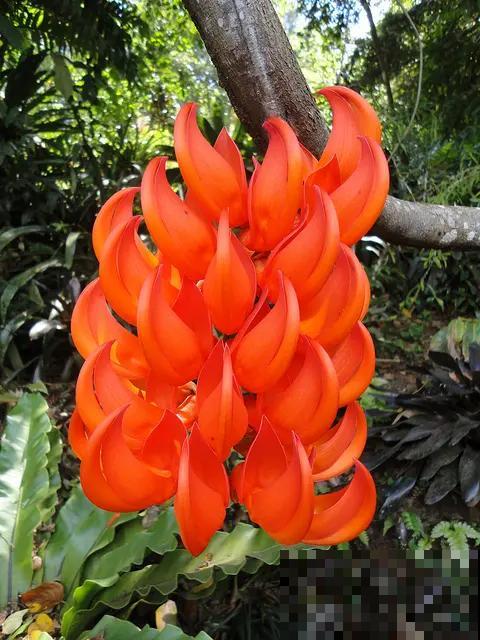 “吉祥花”红玉藤,开花红红火火,还有旺财旺运好兆头 “吉祥花”红玉藤,开花红红火火,还有旺财旺运好兆头