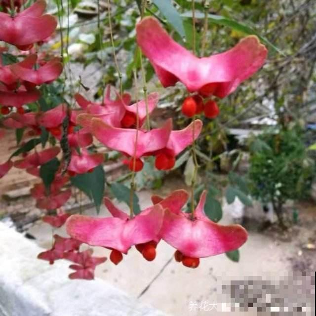 满树结满“蝴蝶花”，养成盆景好运又添财，养一次就上瘾