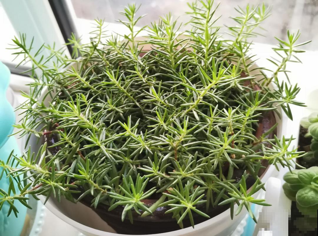 10种花,冬天要休眠,赶紧修剪防冻,才能安全越 10种花,冬天要休眠,赶紧修剪防冻,才能安全越