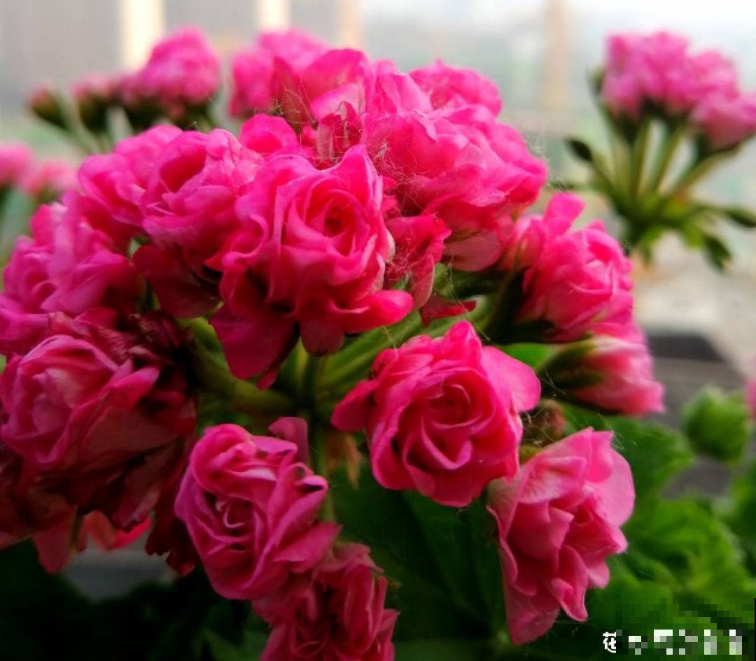 适合秋天养的12种花,耐阴又耐寒,秋冬长得更精神 适合秋天养的12种花,耐阴又耐寒,秋冬长得更精神