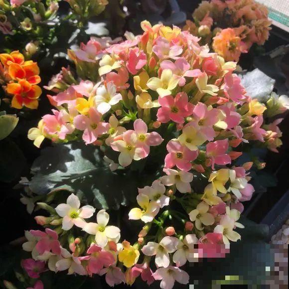 冬天常见的“吉利花”，耐旱皮实花量大，大半年都在开花