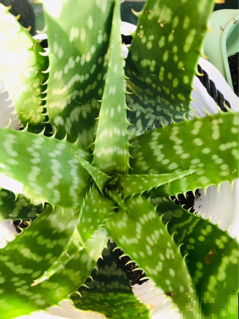 “镇宅花”合集，养一盆放家里，安全感十足