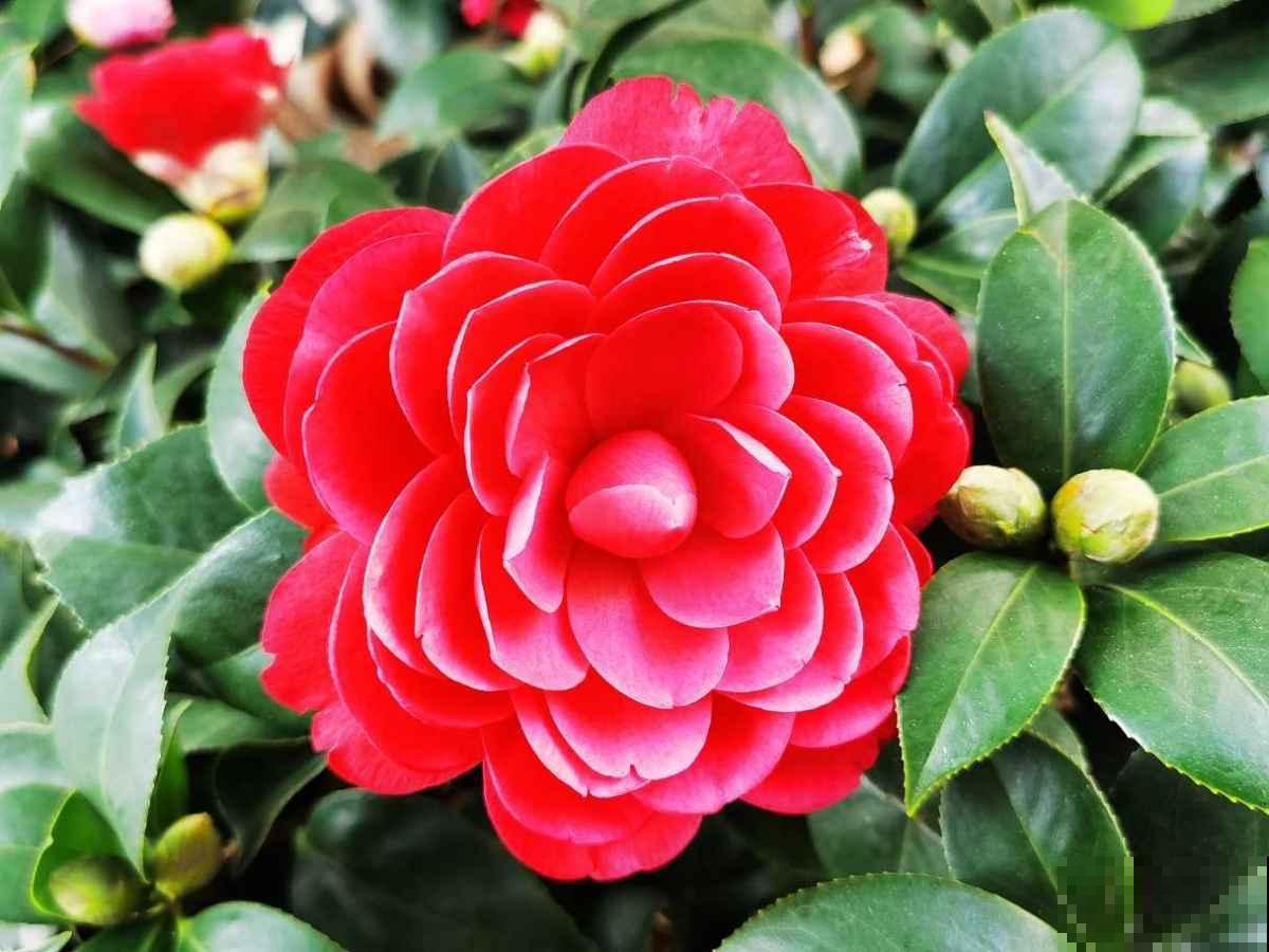 喜欢花香的朋友,一定不要错过茶花,现在买过年就能开 喜欢花香的朋友,一定不要错过茶花,现在买过年就能开