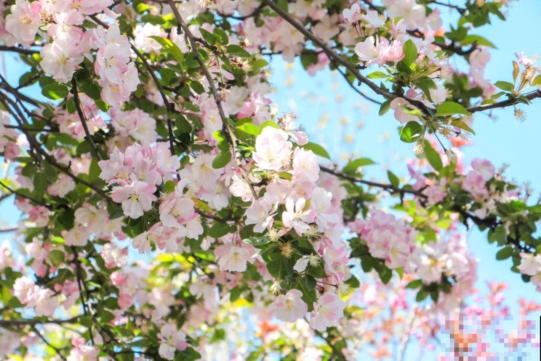 家里养8种“守家树”，红红火火特别旺运，镇宅好福气