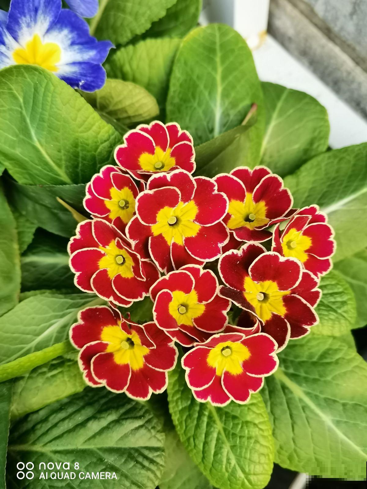 这5种人趁早放弃养花，白费时间和力气，天天净花冤枉钱