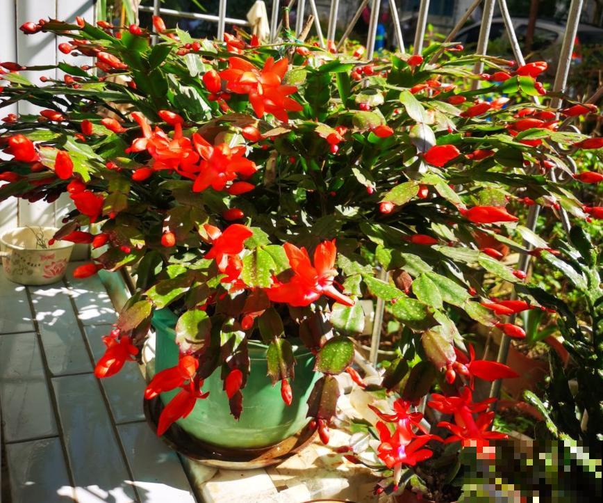 家里没有直射光,就养这10种耐阴植物,照样开花不停 家里没有直射光,就养这10种耐阴植物,照样开花不停