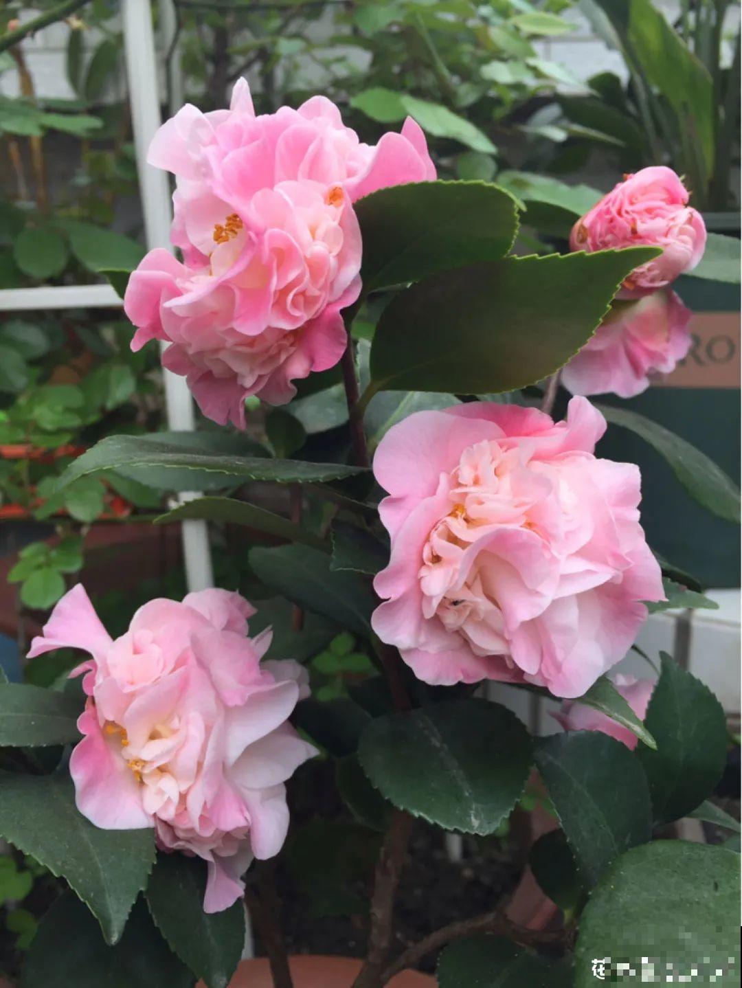 长在审美点上的茶花,香气袭人,花香满是高级感 长在审美点上的茶花,香气袭人,花香满是高级感