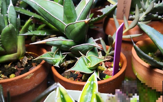 1种花,盆越小,水越少,反而长得更旺盛 1种花,盆越小,水越少,反而长得更旺盛