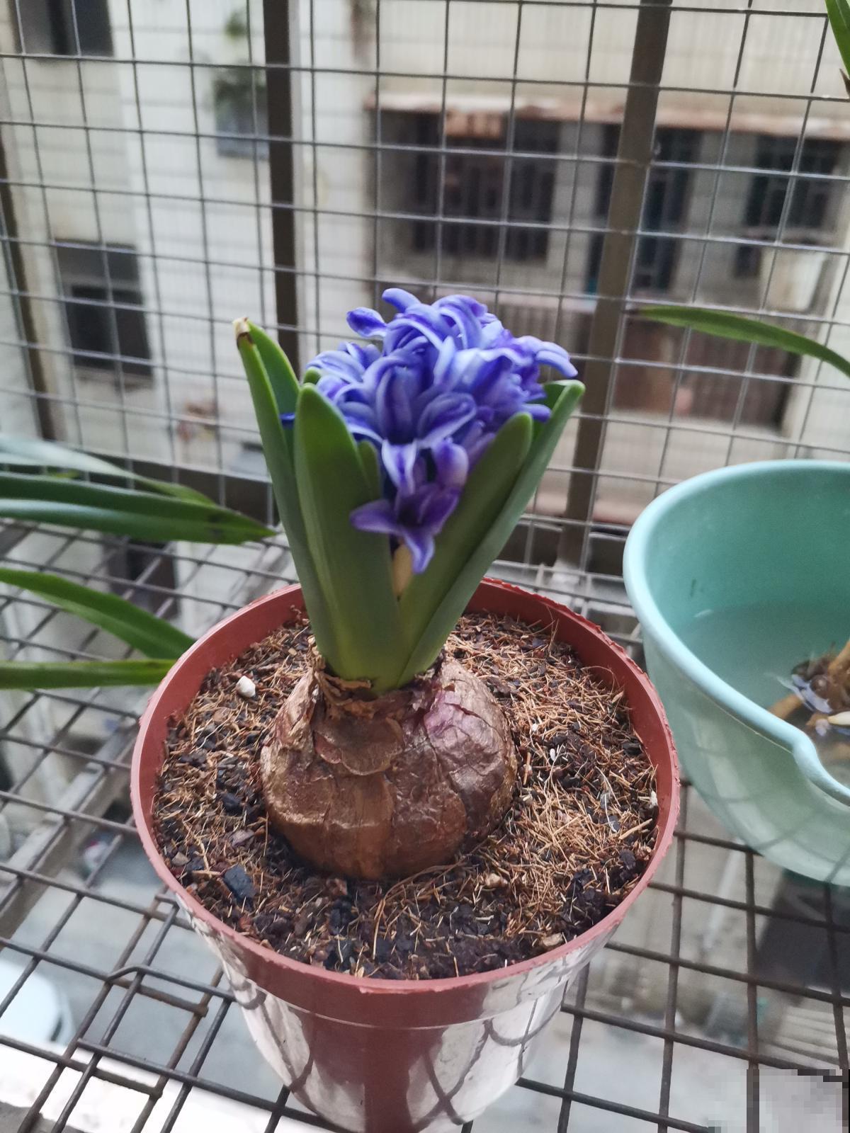 11月份最适合养风信子,开花堪称“活香水”,满屋子香甜味 11月份最适合养风信子,开花堪称“活香水”,满屋子香甜味