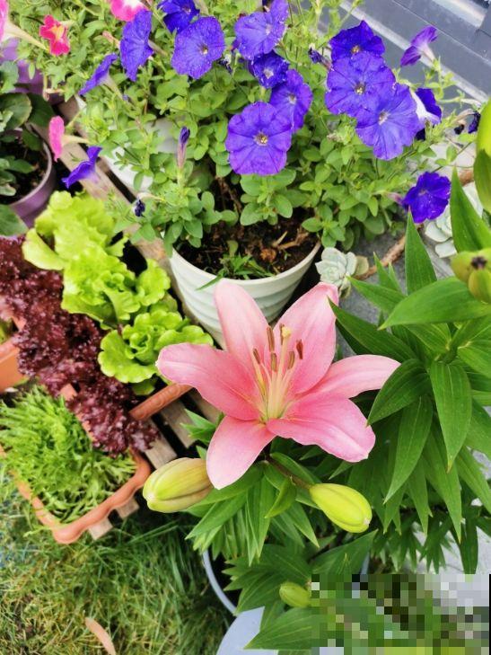 土里埋个百合种球，一周就冒芽，两个月开花，满屋子是香味