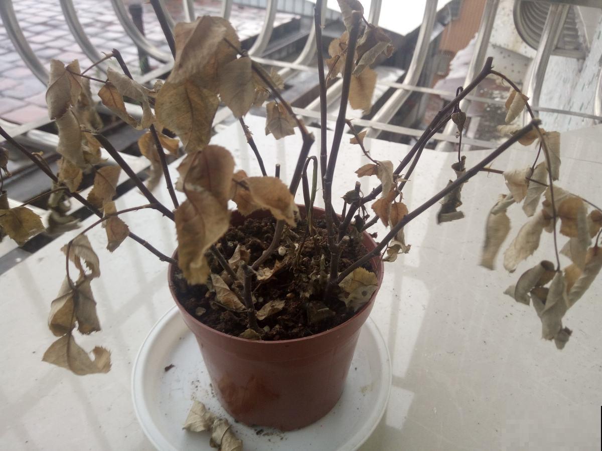 养花必须知道的10句“顺口溜”,不要白白交学费,收藏好终身受用 养花必须知道的10句“顺口溜”,不要白白交学费,收藏好终身受用