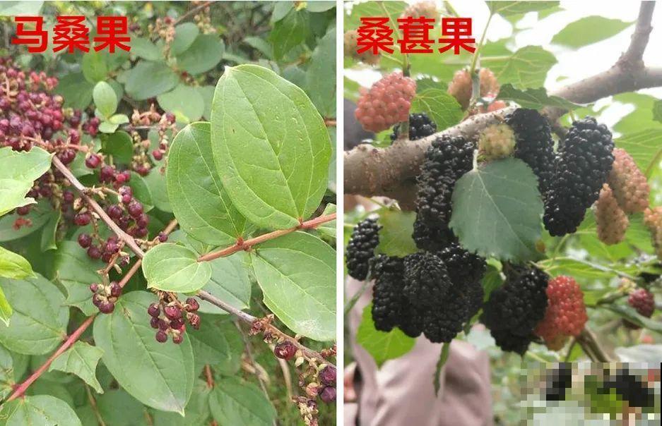 路上看见银杏果,不要捡,小心有毒! 路上看见银杏果,不要捡,小心有毒!