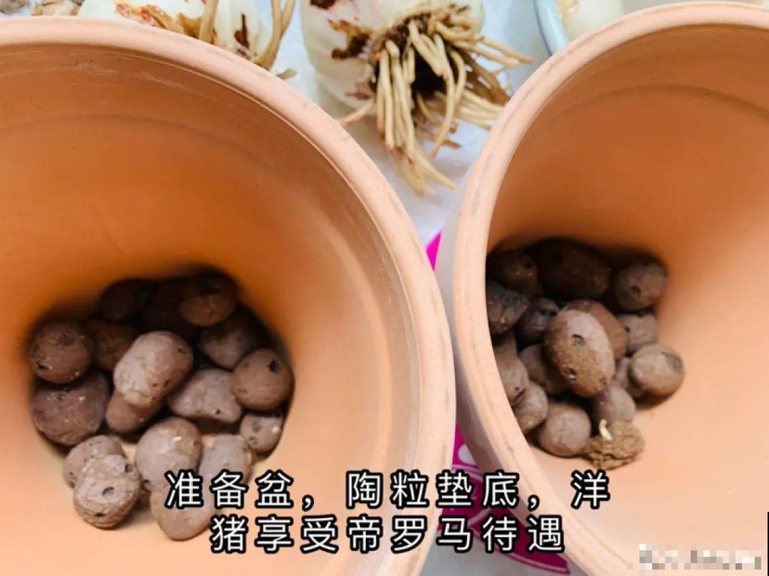 7种花有个小机关，找对位置打开它，新芽爆满盆