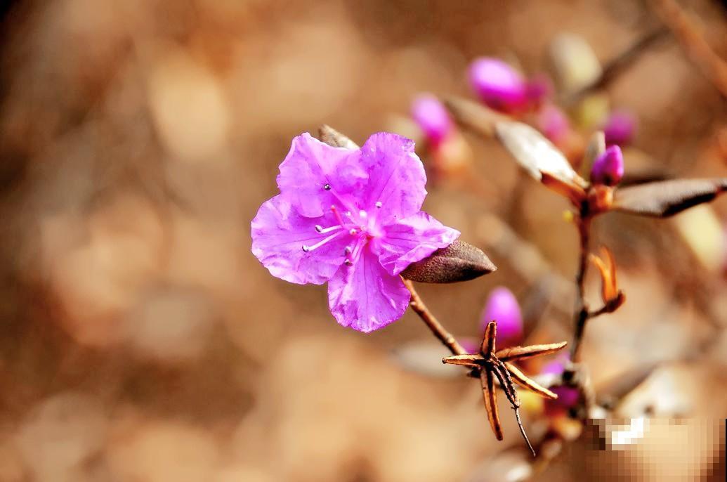 网上卖的1种花,名叫“枯木逢春”,千万别买,原因要记住 网上卖的1种花,名叫“枯木逢春”,千万别买,原因要记住