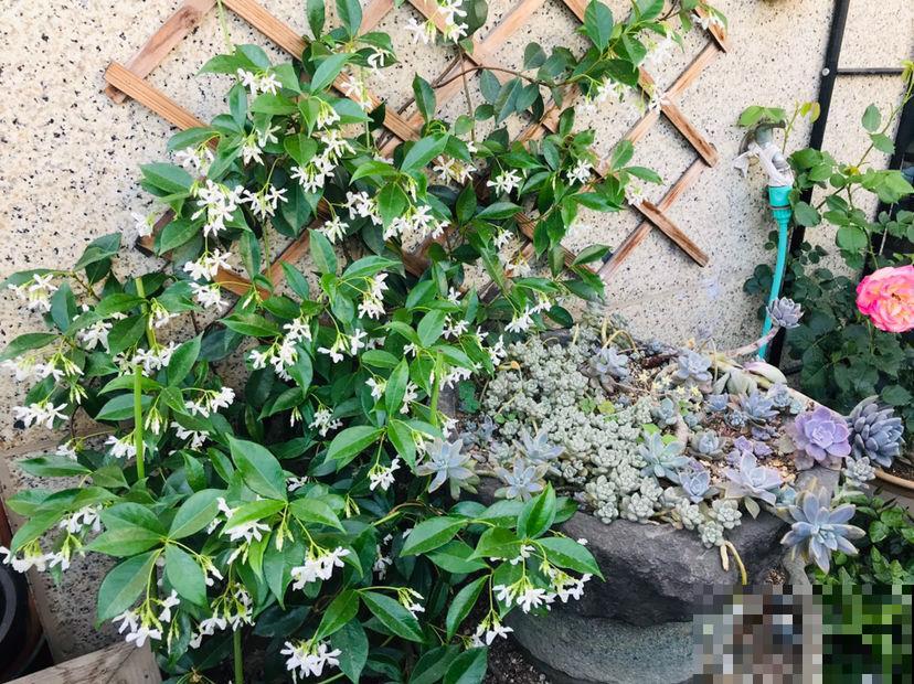 院子就是用来养花的，邻居竟然找物业投诉我，还讲不讲道理了