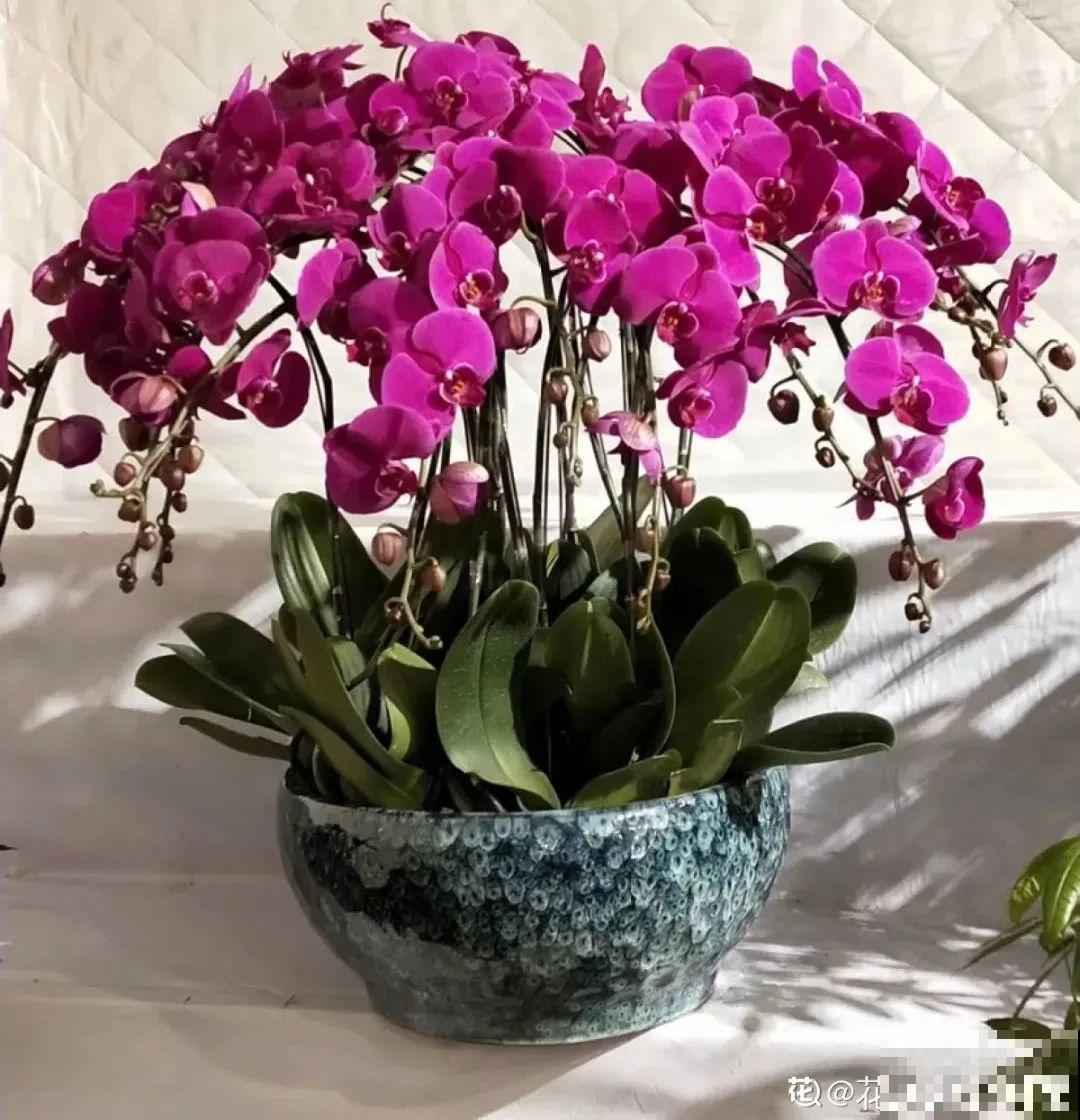 10种花，冬天别喷水，越喷越烂叶，变成光杆特丑