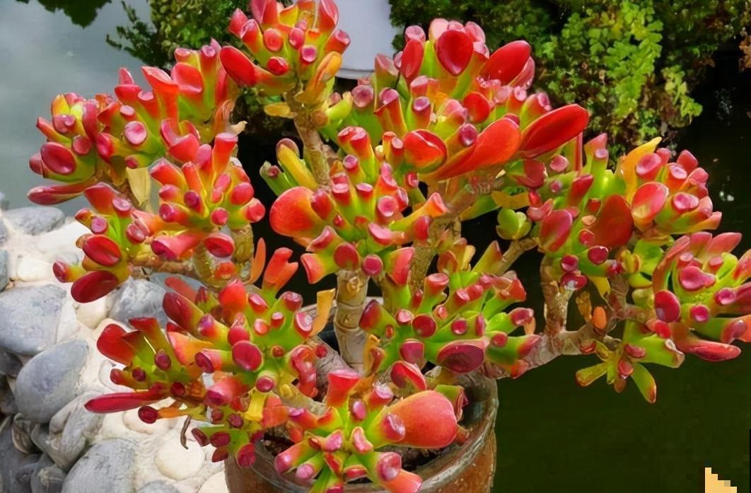 客厅养好树,子孙一直富,8种树养在家,镇宅有安全感 客厅养好树,子孙一直富,8种树养在家,镇宅有安全感