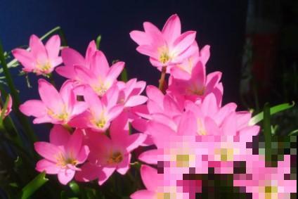 蟹爪兰、长寿花僵苗,必须掐几下,重新换盆养! 蟹爪兰、长寿花僵苗,必须掐几下,重新换盆养!