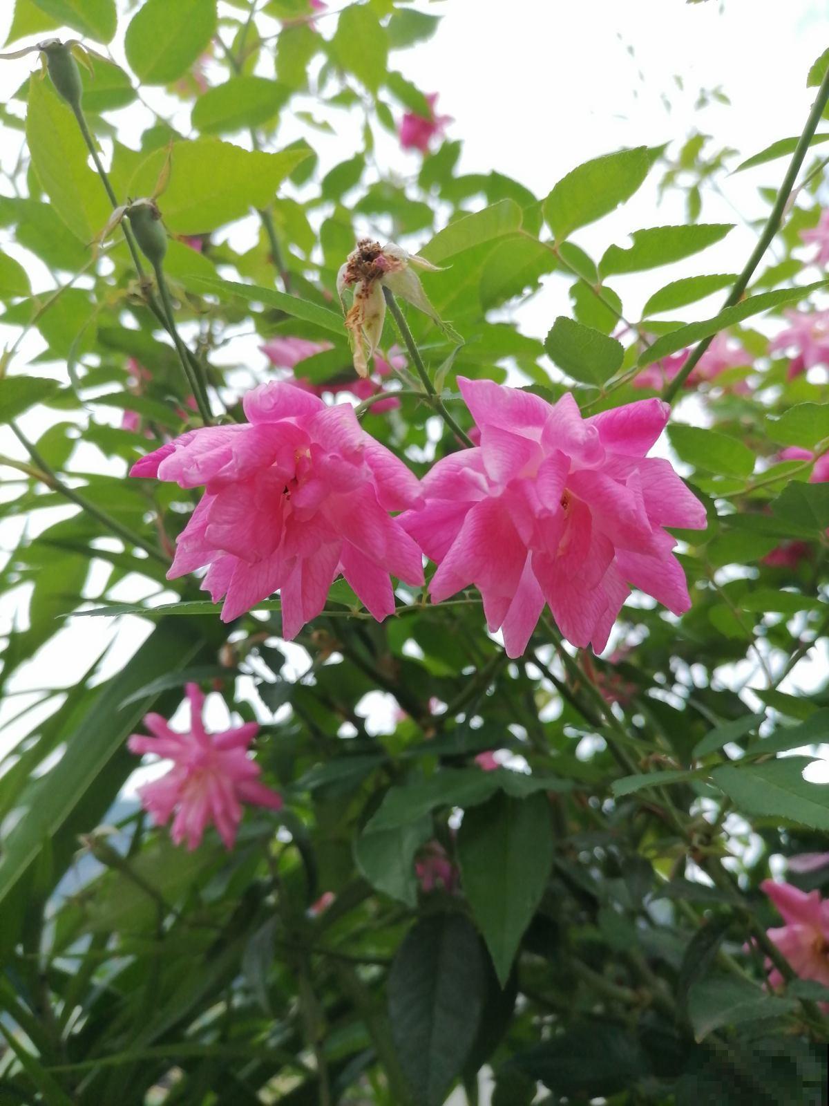 婆婆把我养的花送人，竟然理直气壮，说我抠门