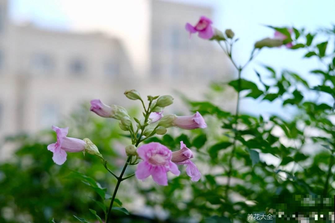 1种花真强悍，40度晒不死，-20度冻不死，北到沈阳南至深圳都能养