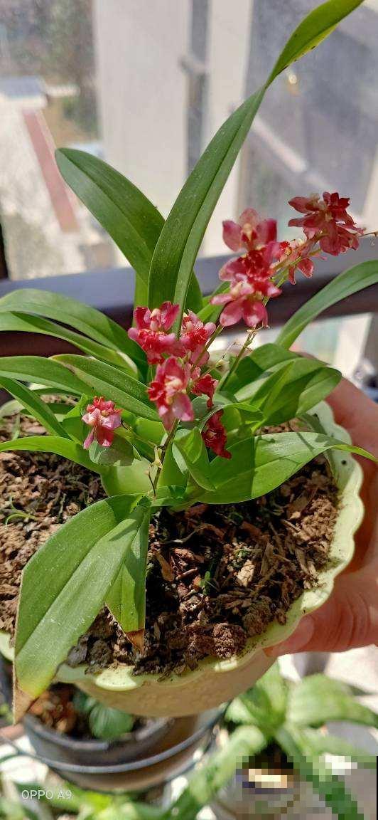 10月逛花市,4种花赶紧“收入囊中”,现在正是花期 10月逛花市,4种花赶紧“收入囊中”,现在正是花期