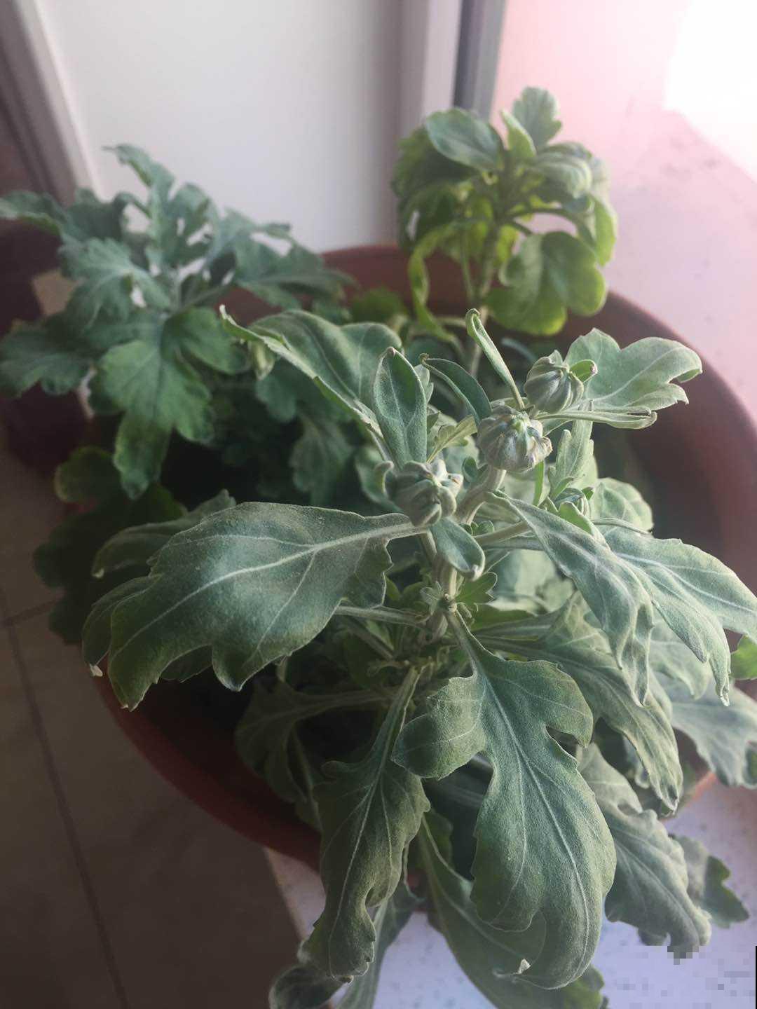 充满家乡味的8种野菜,每次回老家,老妈都端一盆上桌蘸酱 充满家乡味的8种野菜,每次回老家,老妈都端一盆上桌蘸酱