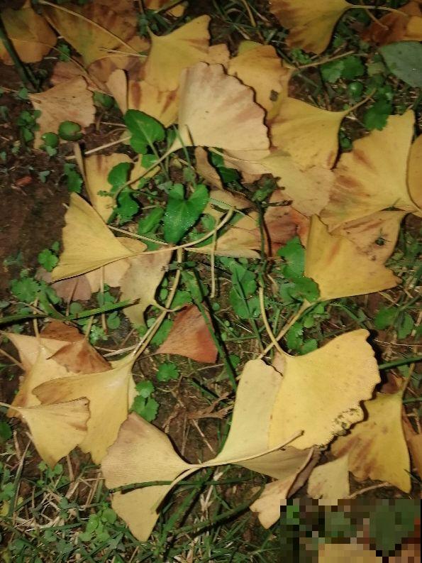 银杏浑身都是宝,为啥种的人那么少?原因有三点 银杏浑身都是宝,为啥种的人那么少?原因有三点