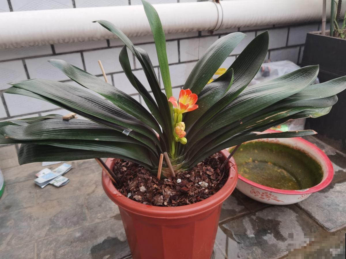 耐阴的15种植物，家里没光也能养，还能开花爆盆