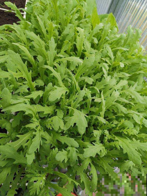 跟婆婆吵一架,婆婆死活不让孩子做农活,到底是养孩子还是养祖宗 跟婆婆吵一架,婆婆死活不让孩子做农活,到底是养孩子还是养祖宗