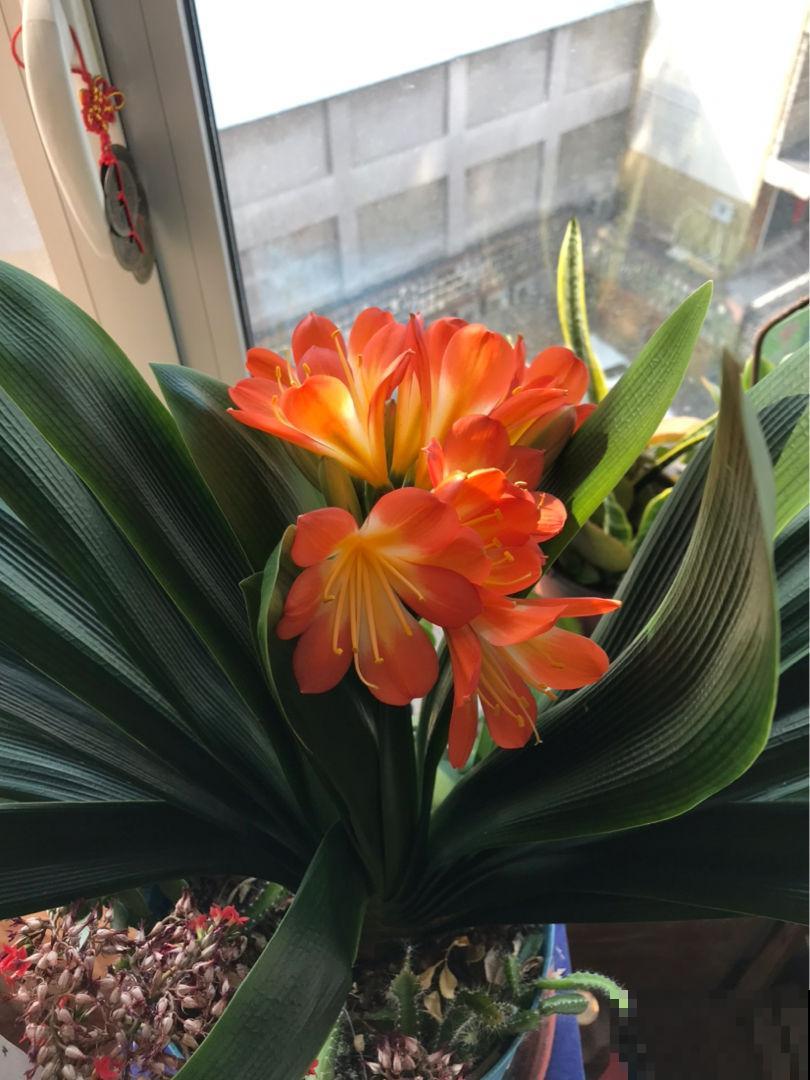 养花小妙招都是坑,从浇水到施肥一步一个坑,谁信谁吃亏 养花小妙招都是坑,从浇水到施肥一步一个坑,谁信谁吃亏