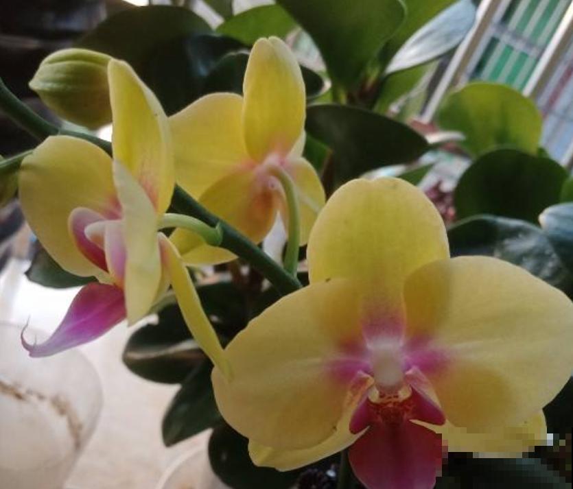 冷空气来袭，5种怕冻伤的花卉，要特别注意保暖