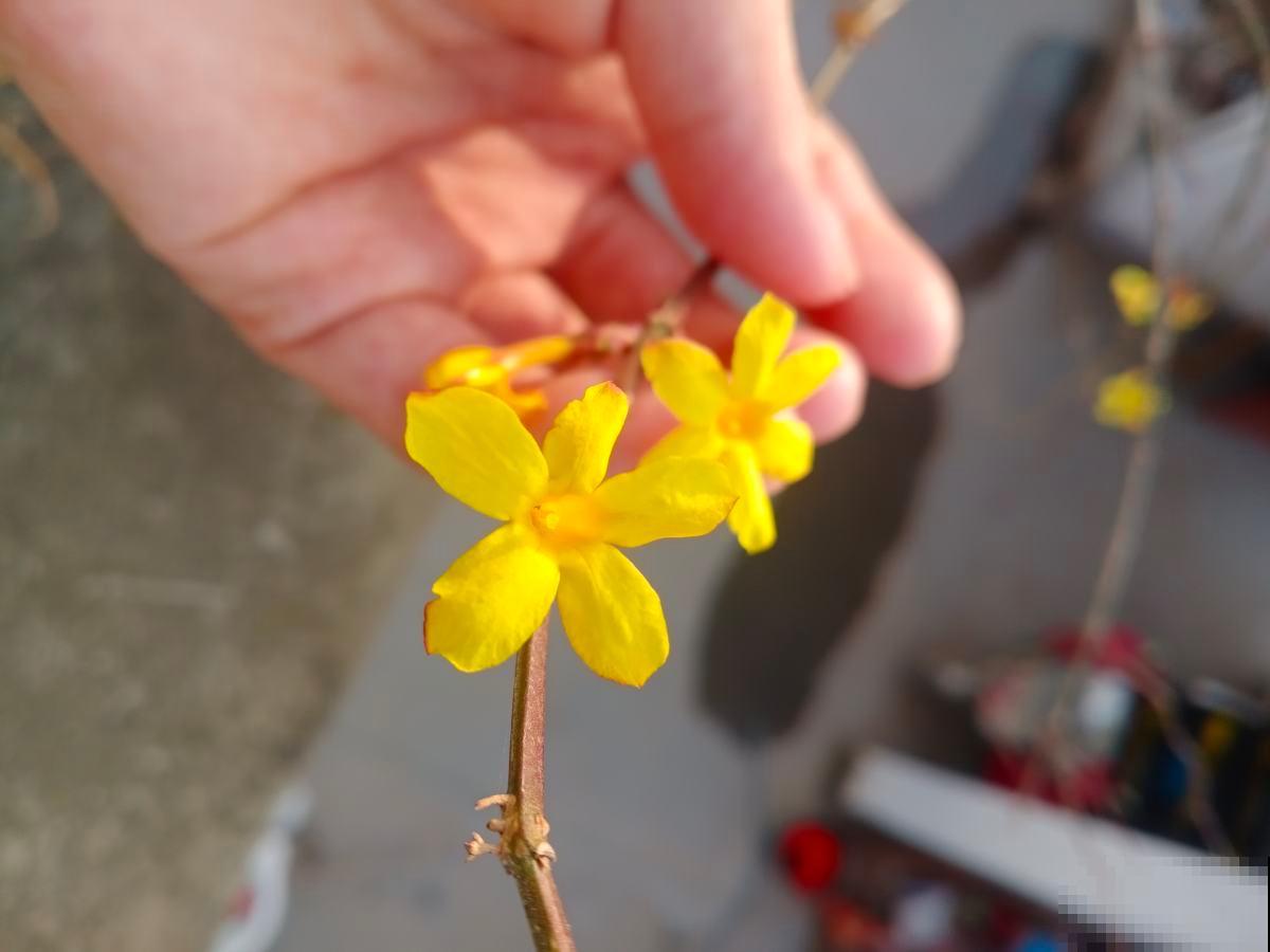 “植物杀手”的3大特征，你都中招了吗，及时纠正才是硬道理