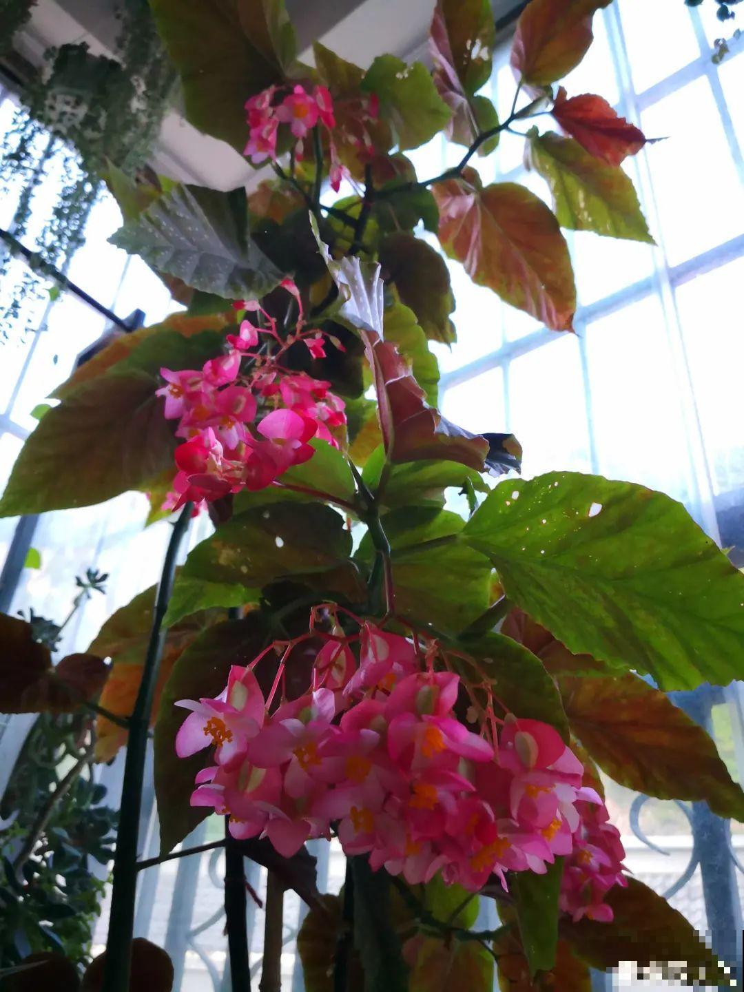 1种花俗称“摇钱树”，满盆长满小元宝，大吉大利，好看吉祥！