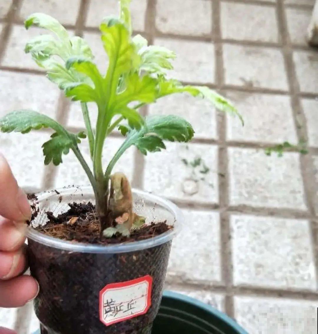 秋天种16种花，冬天就能开爆盆，满盆都是花