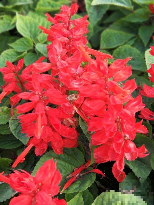 家里要养盆大红花，有4种真正的红火花，养在家里有旺运好兆头