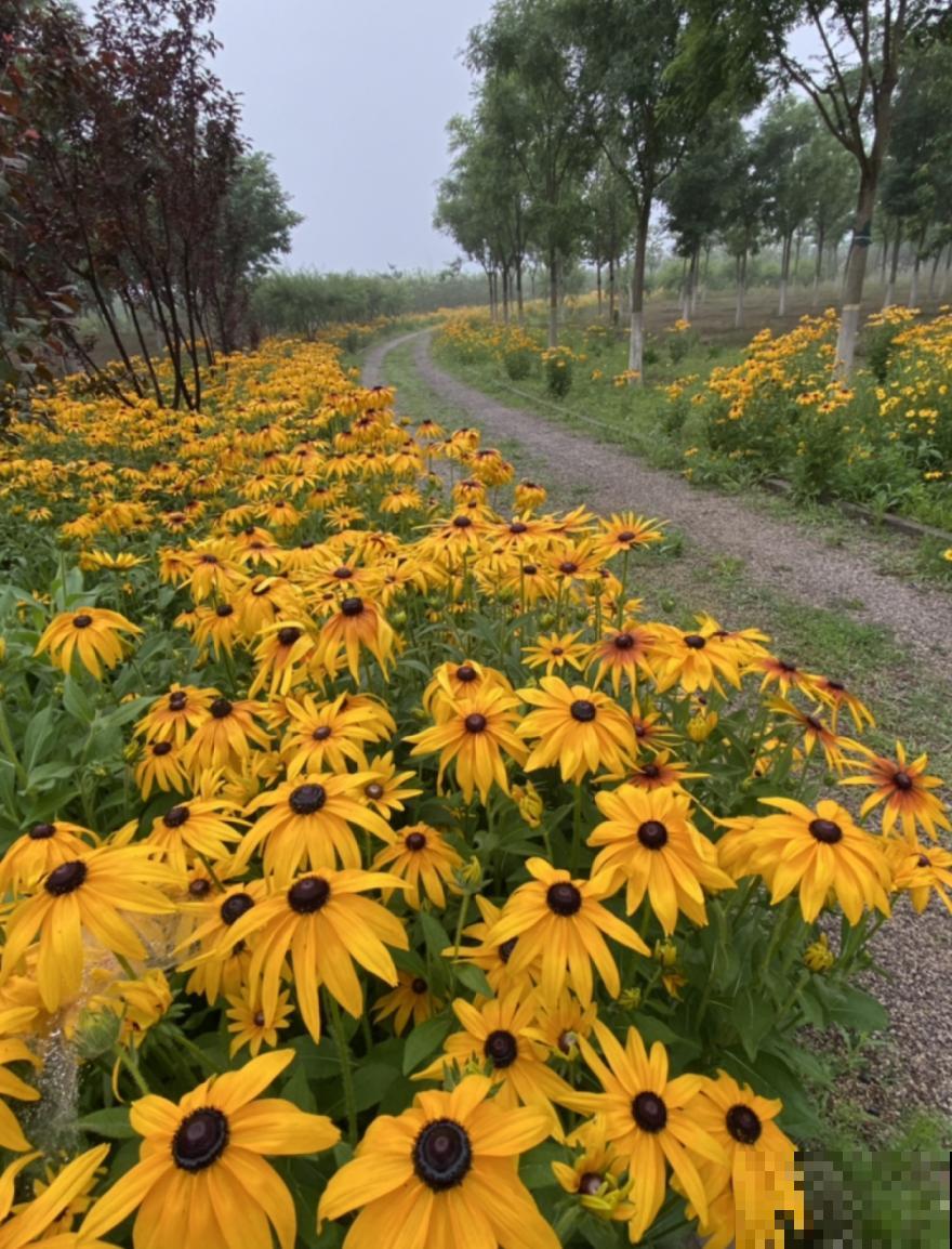 带着父母回农村，把老院子种满花，过简单生活