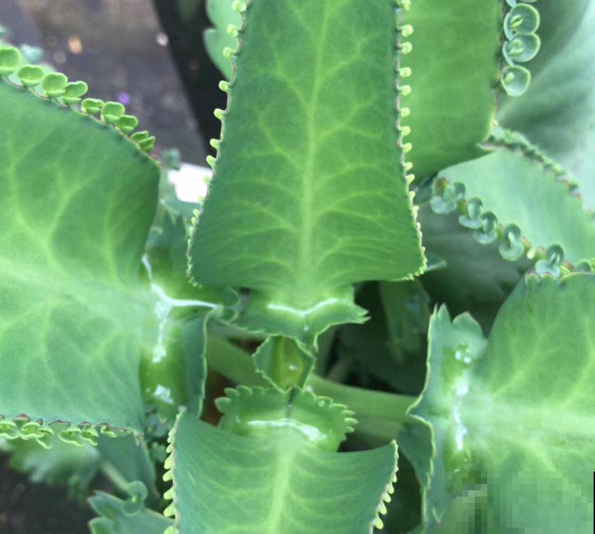 “养不死”的5种花，绿萝都排不上号，随便养养就爆盆