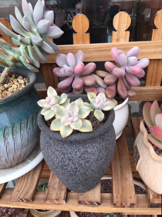 秋天去花市买花,见到这4种花千万别买,90%是假的 秋天去花市买花,见到这4种花千万别买,90%是假的