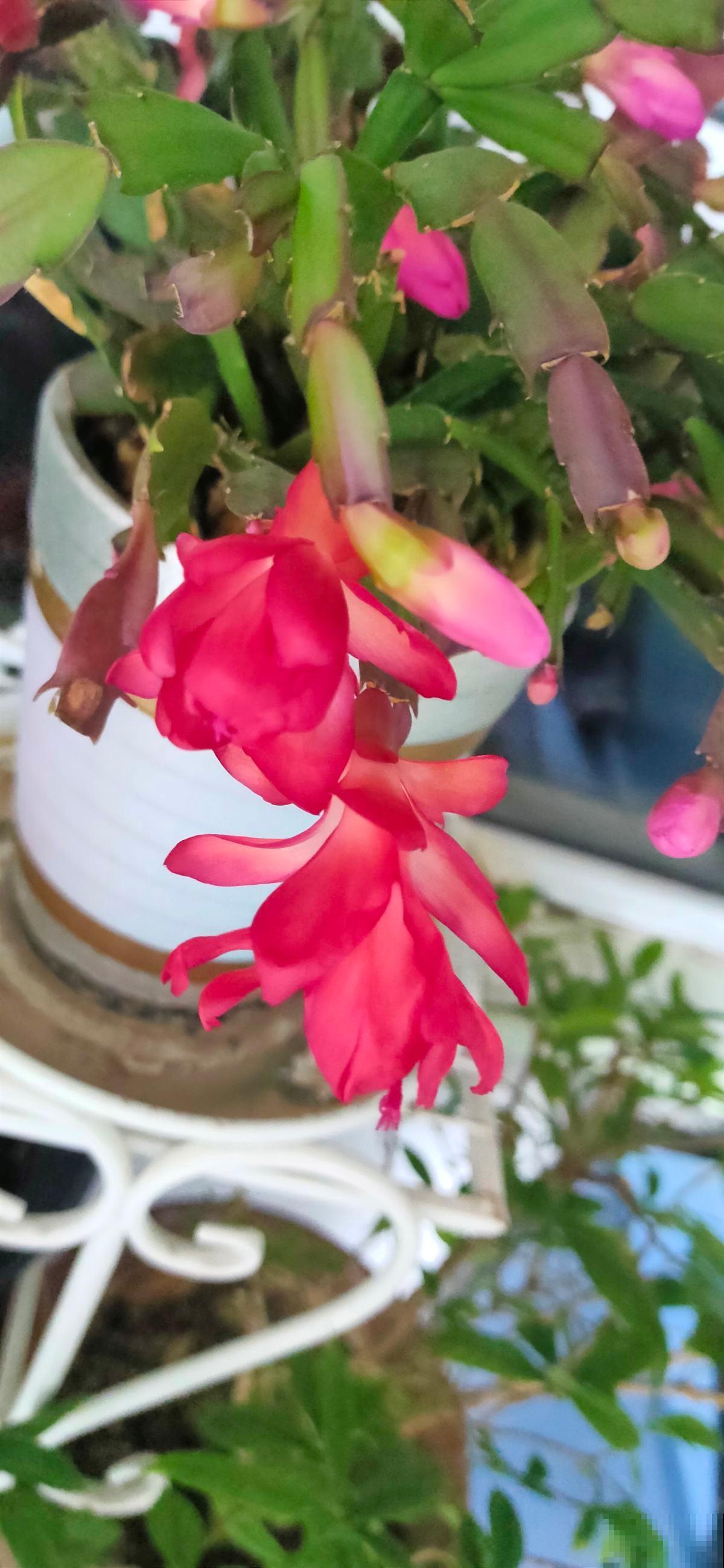 蟹爪兰叶子软乎乎,记住“5怕”,避开后叶子硬如铁 蟹爪兰叶子软乎乎,记住“5怕”,避开后叶子硬如铁