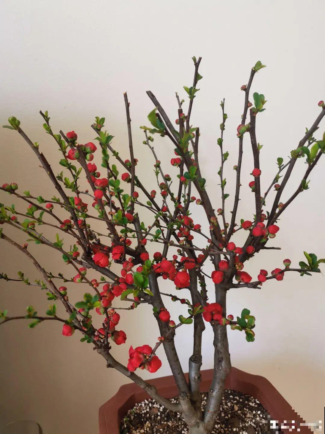 “寿命长”的10种花,寓意好,格调高,老人见了眉开眼笑! “寿命长”的10种花,寓意好,格调高,老人见了眉开眼笑!