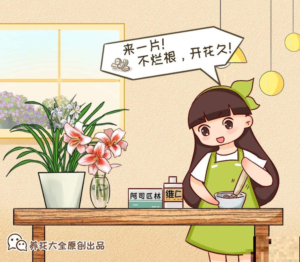 过期的小药片别丢,碾成粉末给花吃点,叶子油亮花开爆盆 过期的小药片别丢,碾成粉末给花吃点,叶子油亮花开爆盆