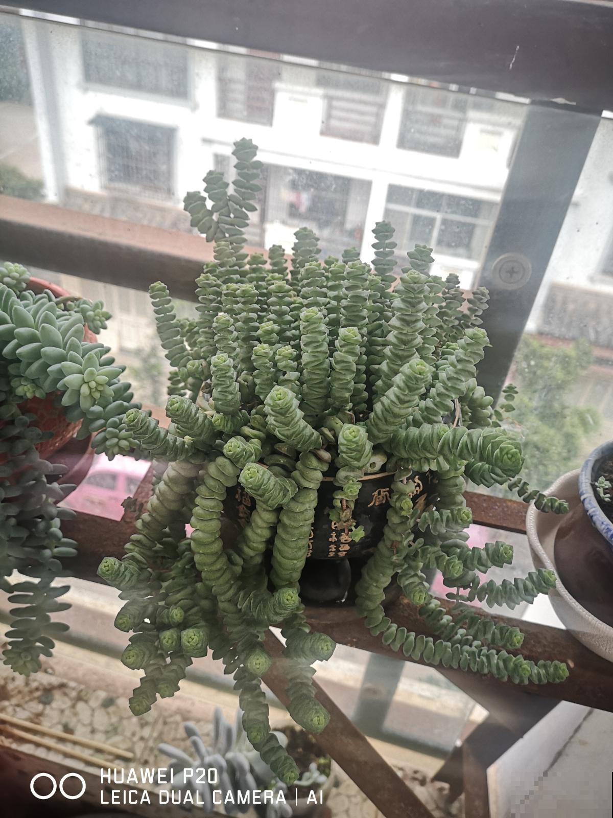 冬天对多肉来说,就是“渡劫”,4个方法教你安稳渡过 冬天对多肉来说,就是“渡劫”,4个方法教你安稳渡过