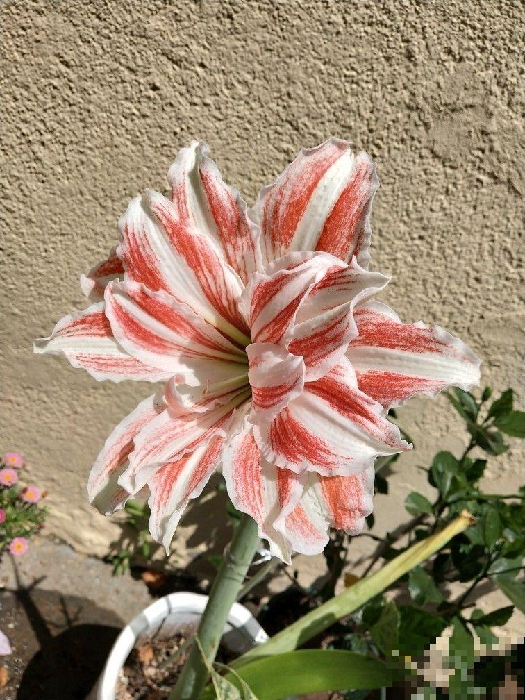 拍的花太丑被嘲笑，学了这5个拍照方法，我的朋友圈点赞无数