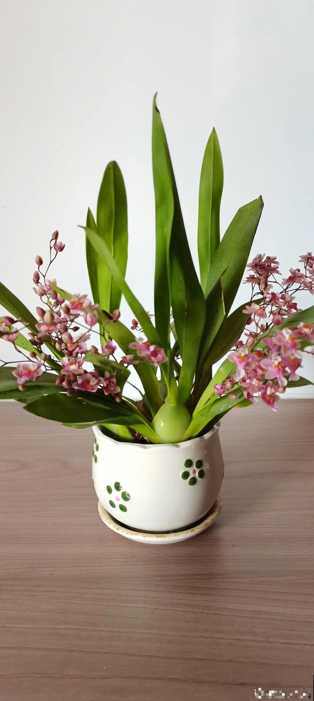 适合秋天养的文心兰,整个秋冬都开花,奶油香味十足 适合秋天养的文心兰,整个秋冬都开花,奶油香味十足