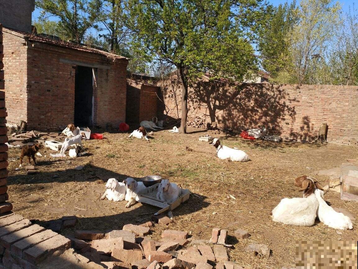 2种“垃圾”没人愿意碰，却是养花好肥料，养花少不了