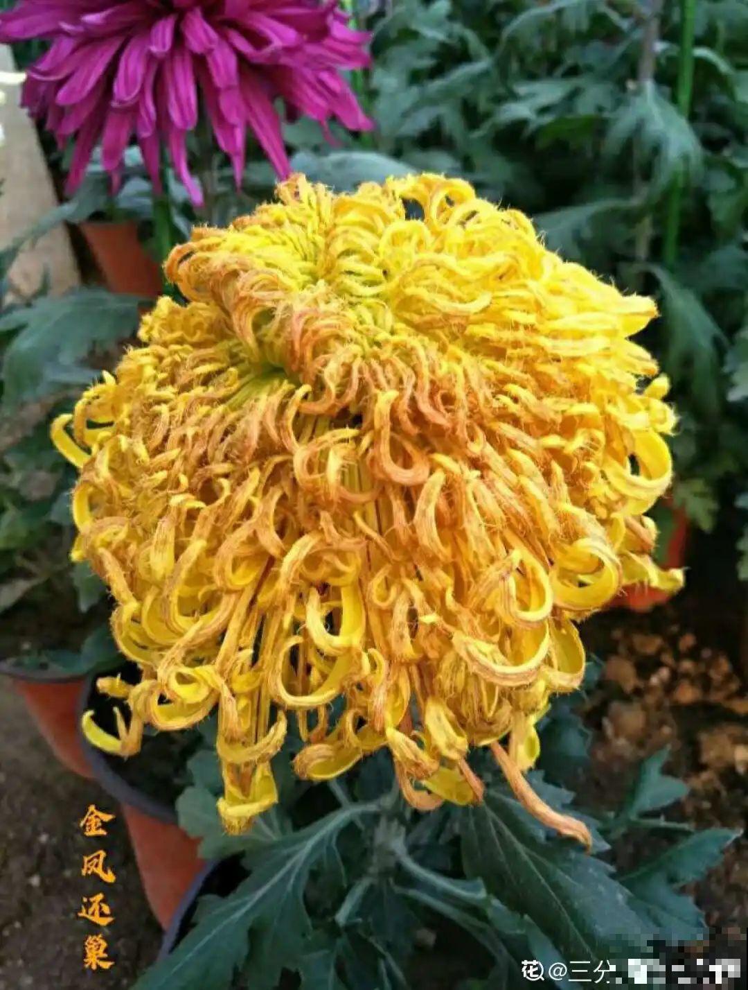一盆菊花一万二，能开出七个颜色，真是少见