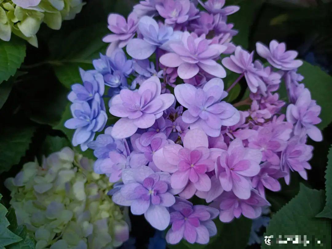 现在扦插8种花，生根快长得旺，冬春季节就开花