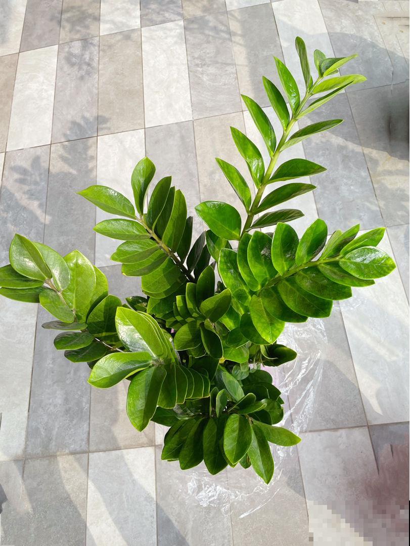 30种观叶植物,能观赏也净化空气,总有一种你养过 30种观叶植物,能观赏也净化空气,总有一种你养过