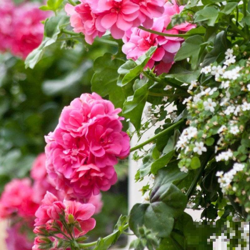 开花超美的“垂吊花”,花朵肥美硕大花期长,美成一面小花墙 开花超美的“垂吊花”,花朵肥美硕大花期长,美成一面小花墙